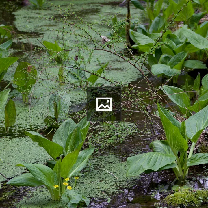 Skunk Cabbage Along Trail