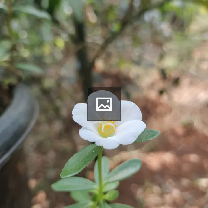 White flower with yellow center