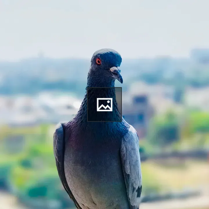 Pigeon on a Ledged perch