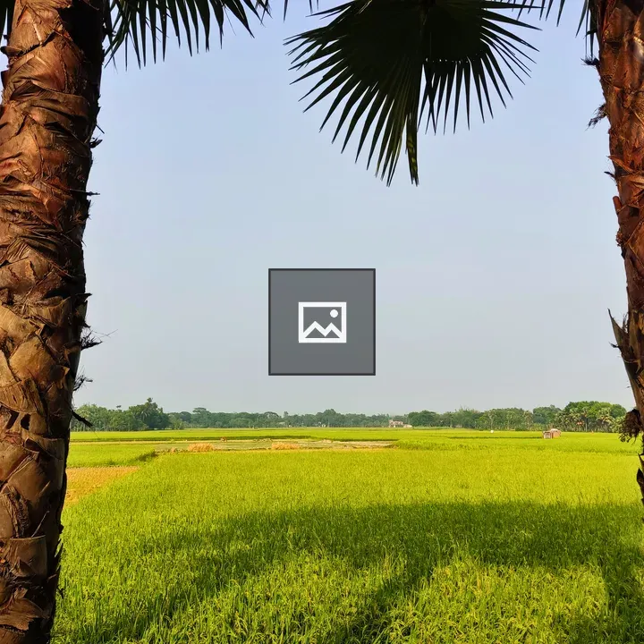 Green Rice Fields Between Palm Trunks