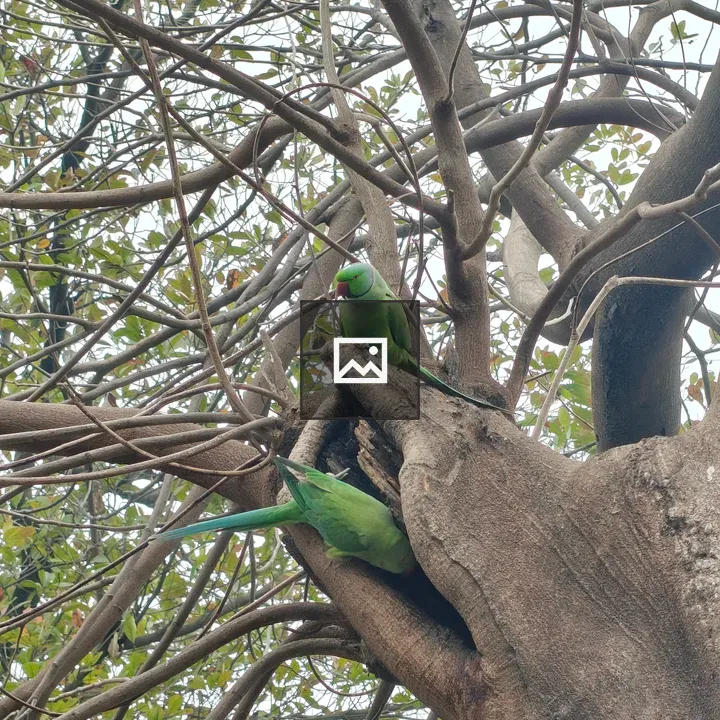 Two green parrots on a tree trunk
