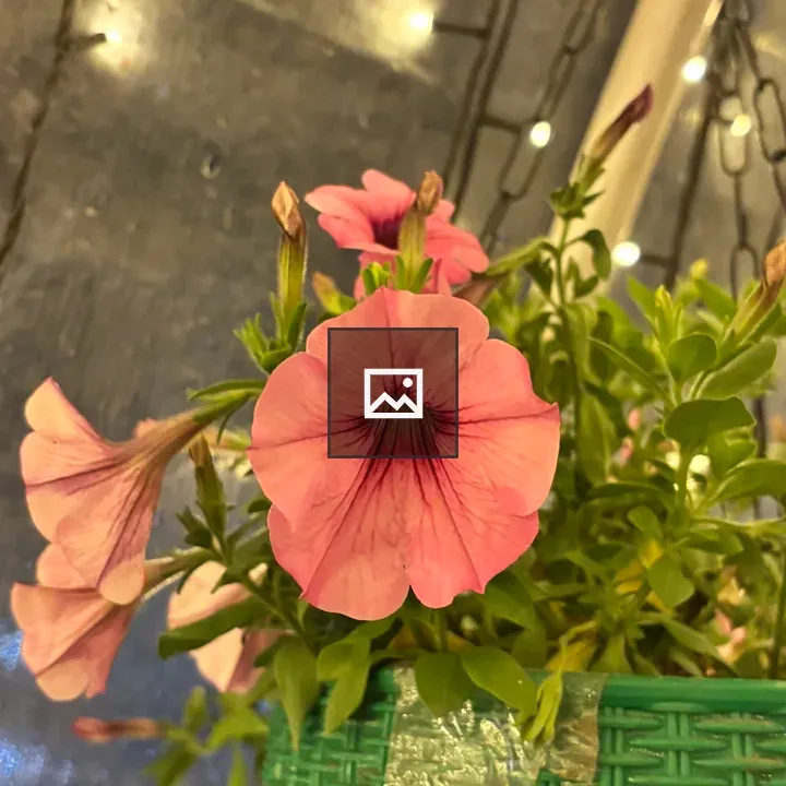 Pink petunias in a green basket