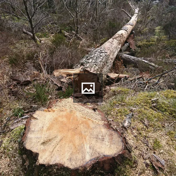 Felled tree in nature