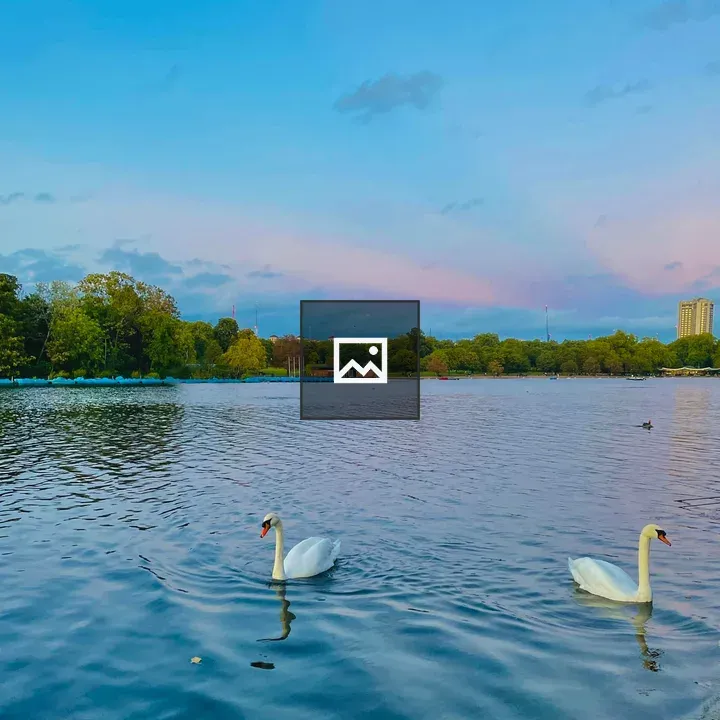 Two swans on water