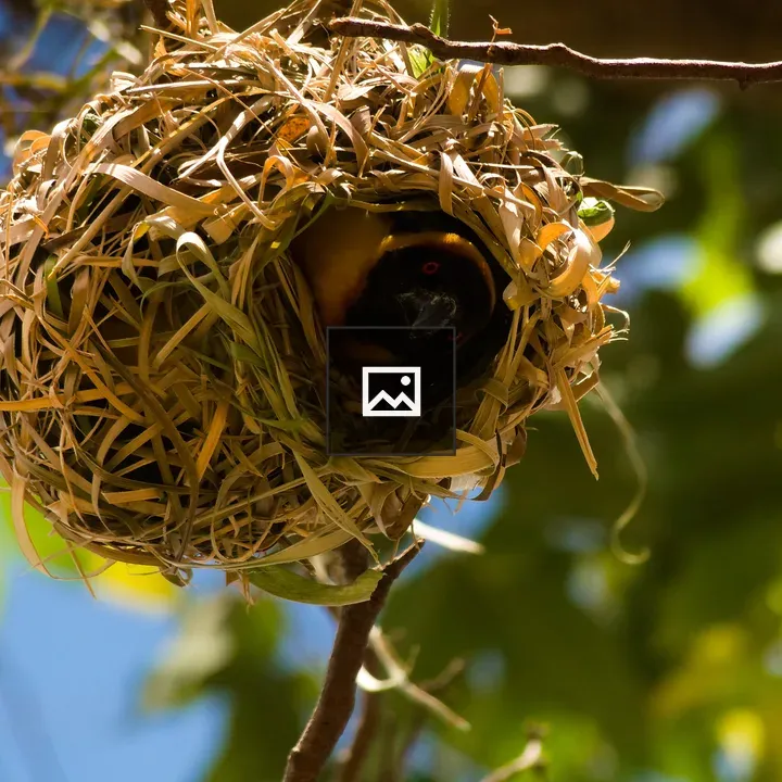 Bird in woven nest