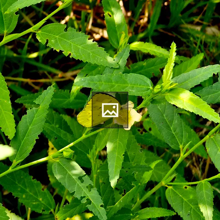 Common grass yellow butterfly
