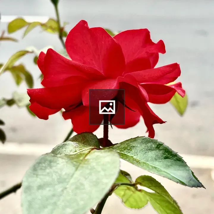Red Rose from Kerala