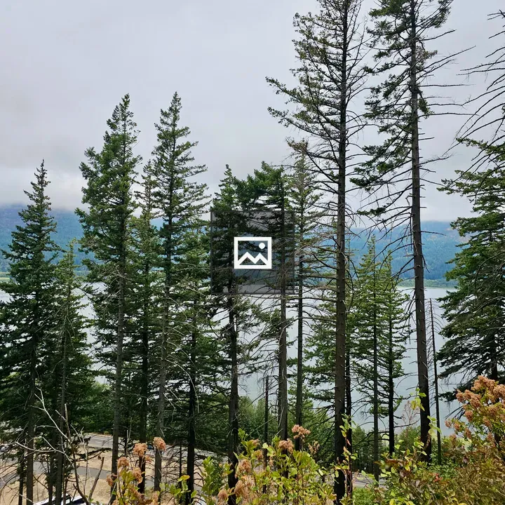 Tall evergreen trees along trail