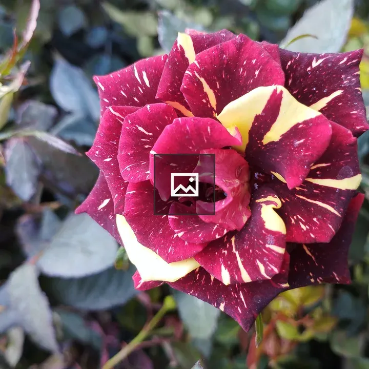 Variegated rose flower