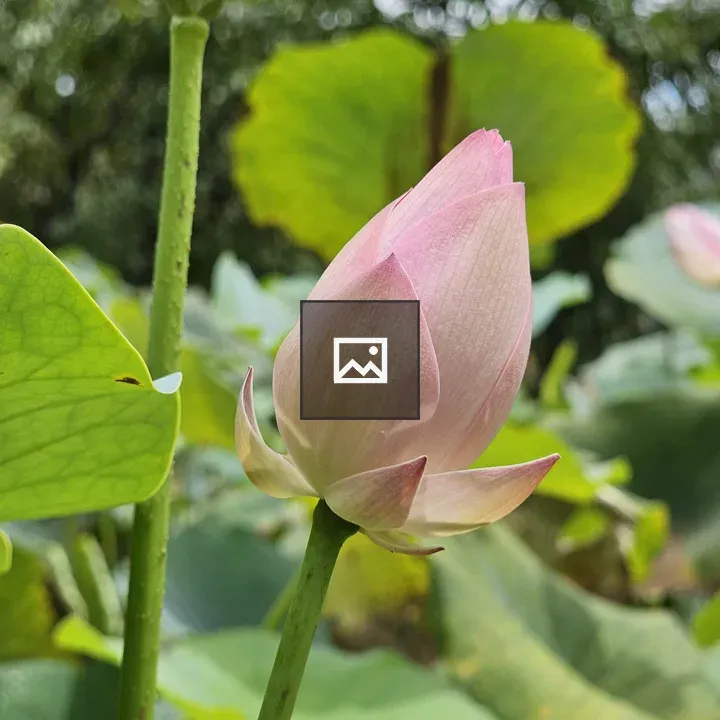 Sacred lotus flower and leaf