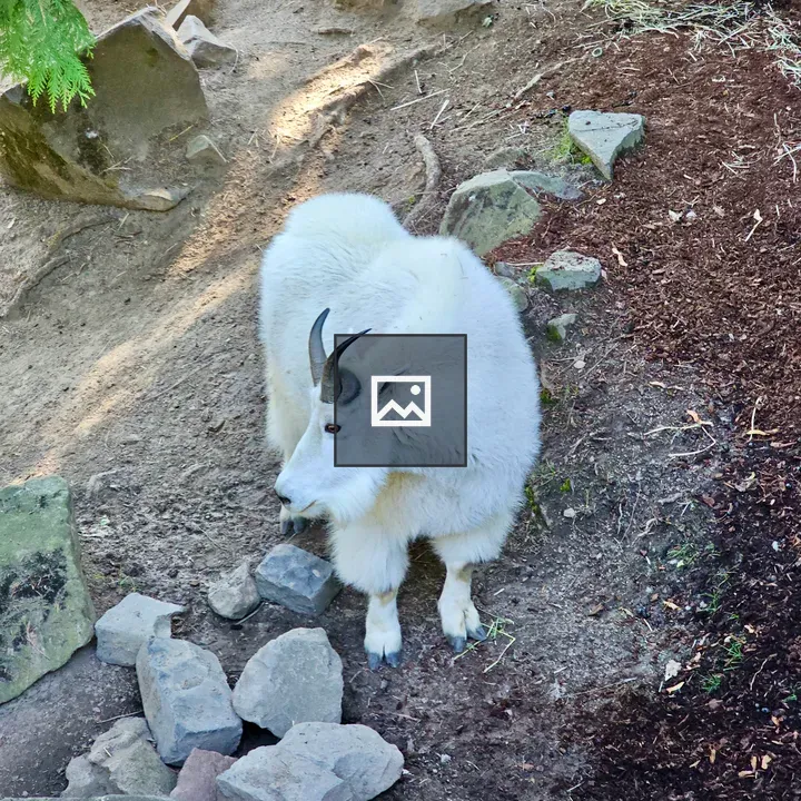 White mountain goat portrait