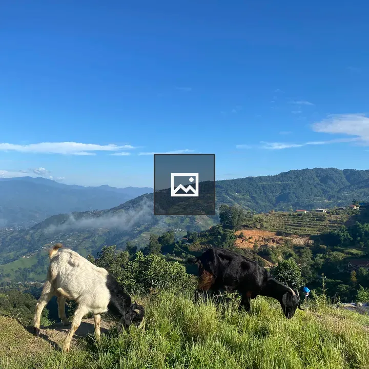 Goats Grazing on hillside