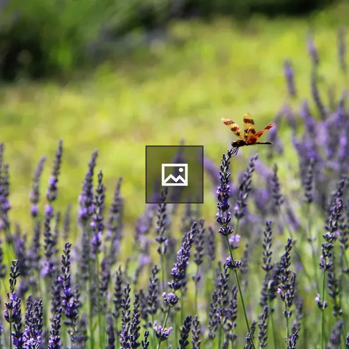 Dragonfly over Lavender Field