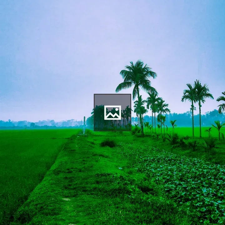 Winter morning in a palm field