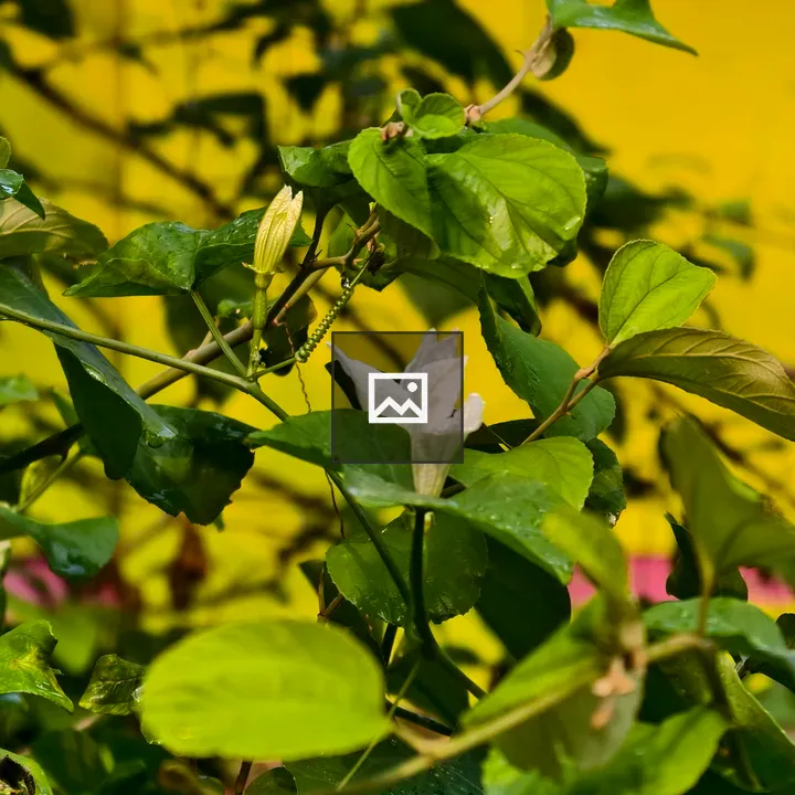 Green branch with white flower