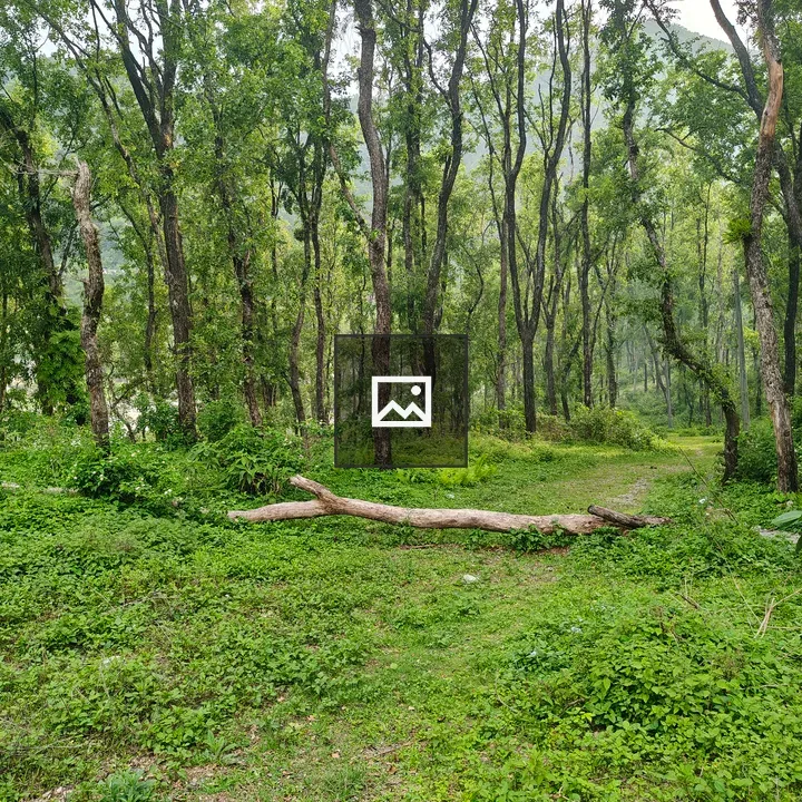 Forest Landscape with Tall Trees