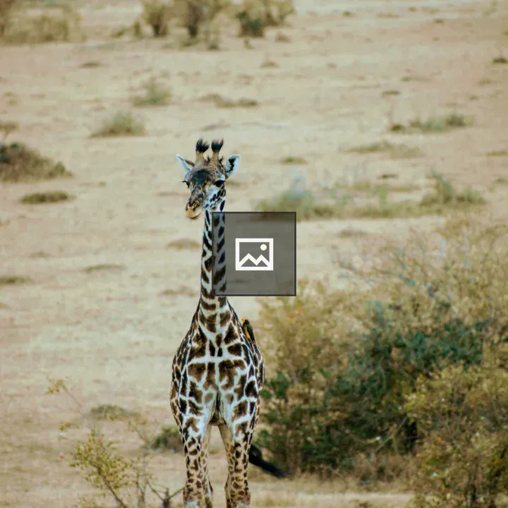 Giraffe in Masai Mara Grassland