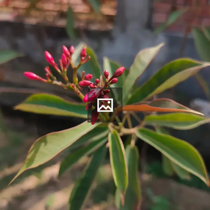 Aga Wahyu plant with red and pink flowers