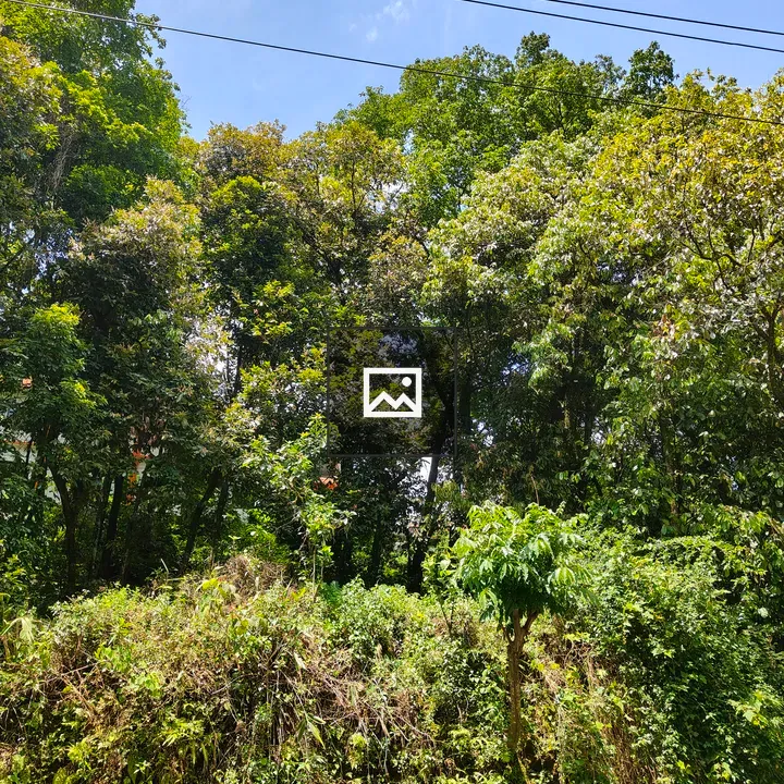 Dense Green Foliage Scene
