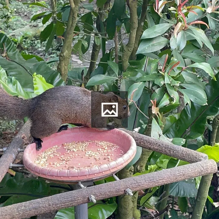 Squirrel in Taipei Zoo