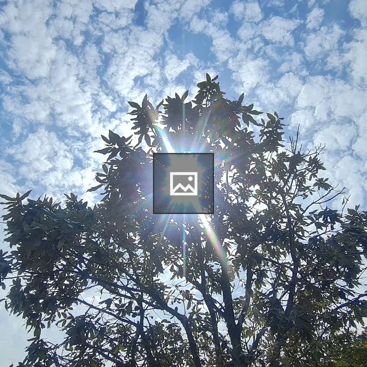 Sunlight Through Tree Leaves
