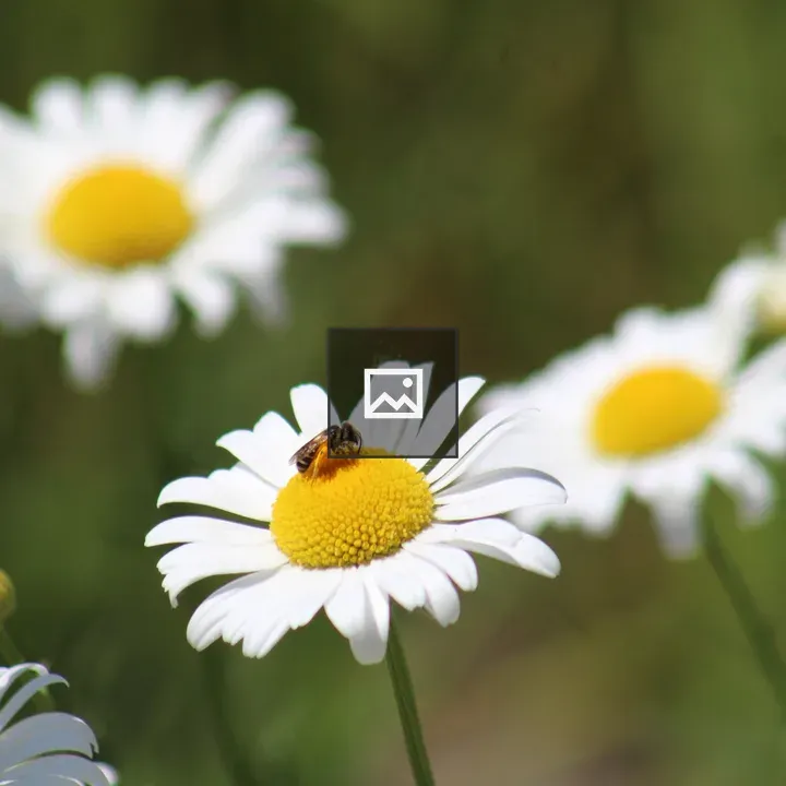 Bee on a Daisy