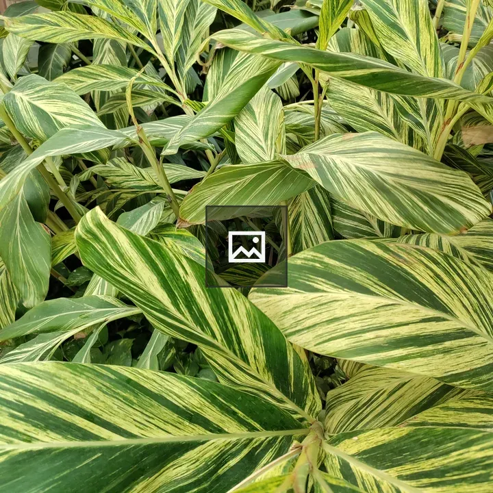 Patabahar plant leaves