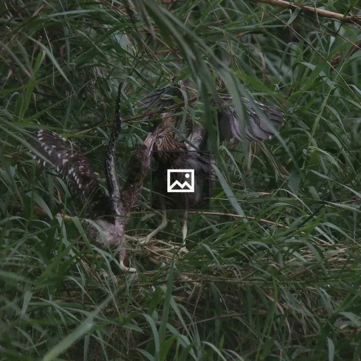 Two Pond Heron Chicks