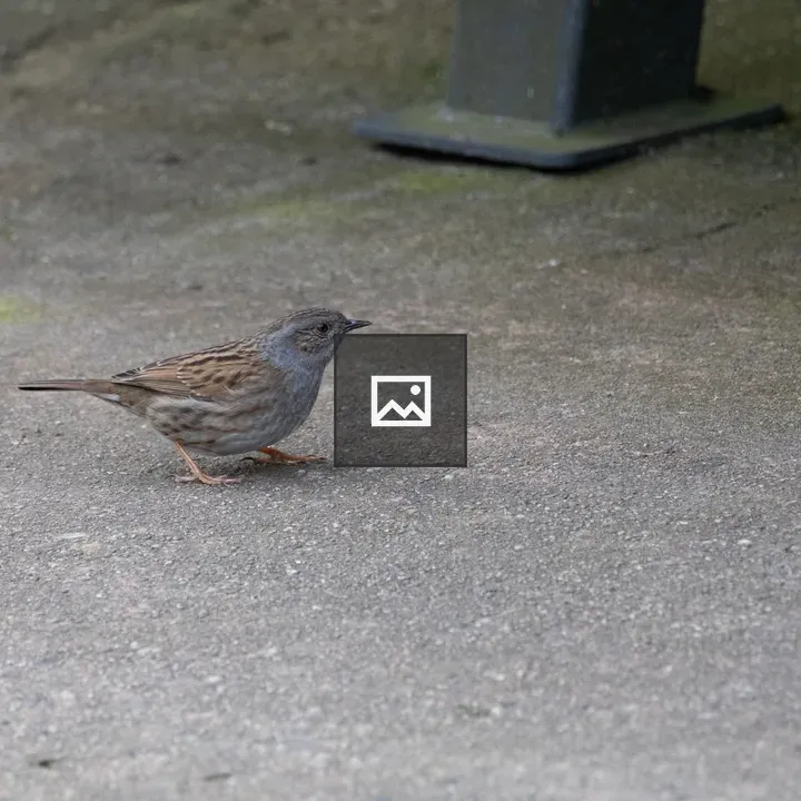 Dunnock on the pavement
