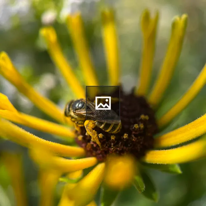 Bee on a yellow flower