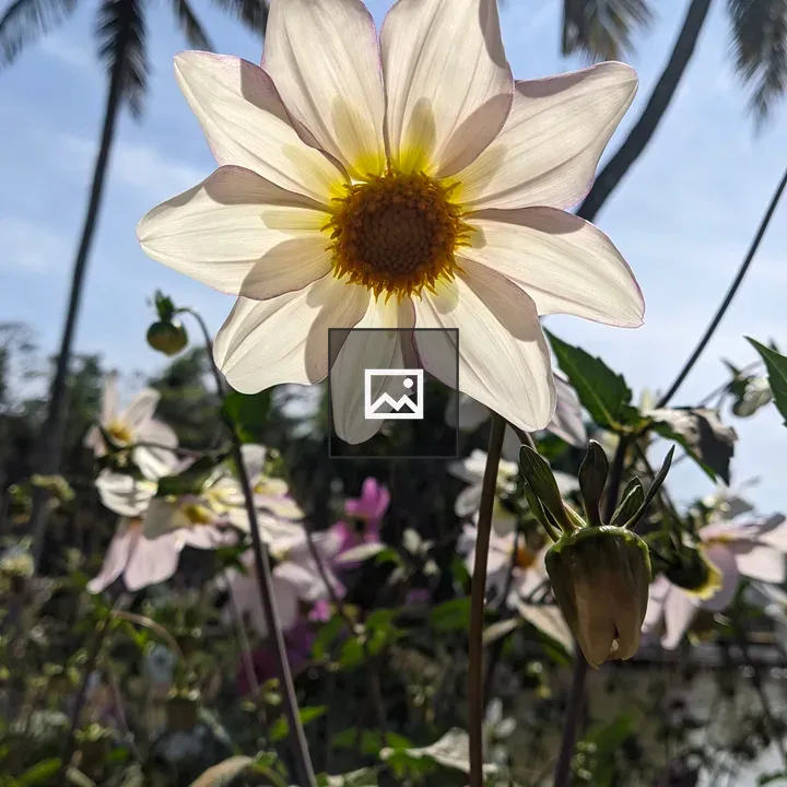 White flower with sunlit petals