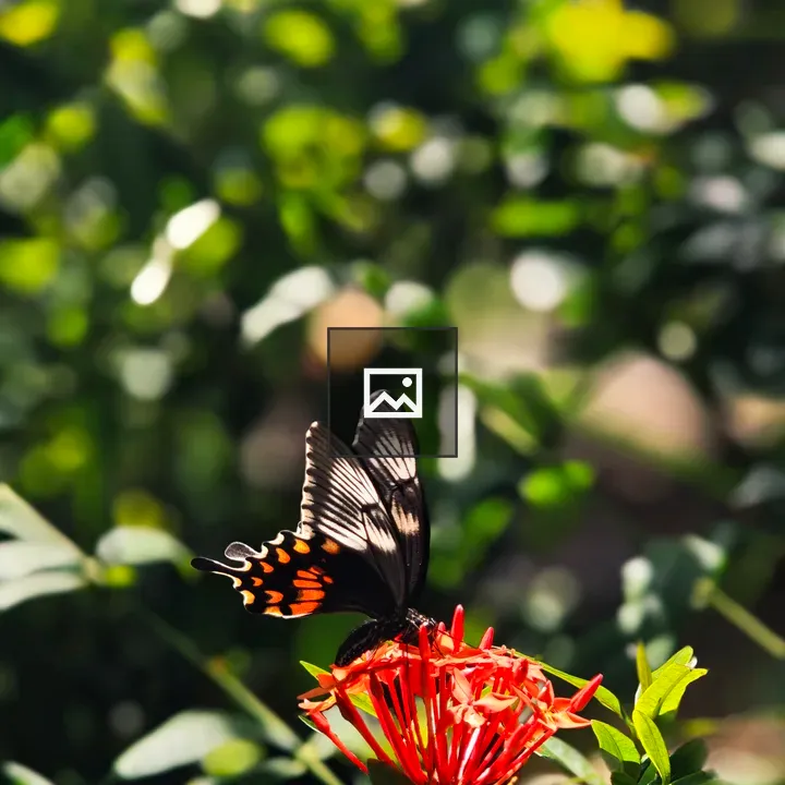 Black butterfly on red flowers
