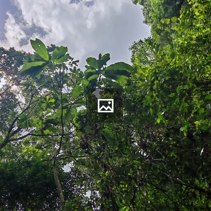 Dense forest foliage from below