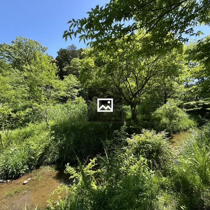 Forest Stream in Sunlit Clearing