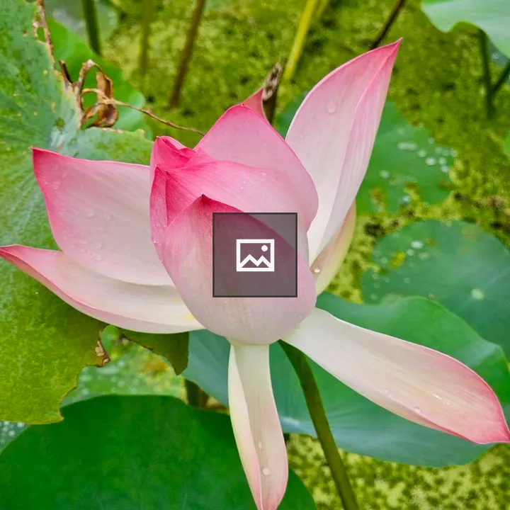 Pink lotus bud in leaves