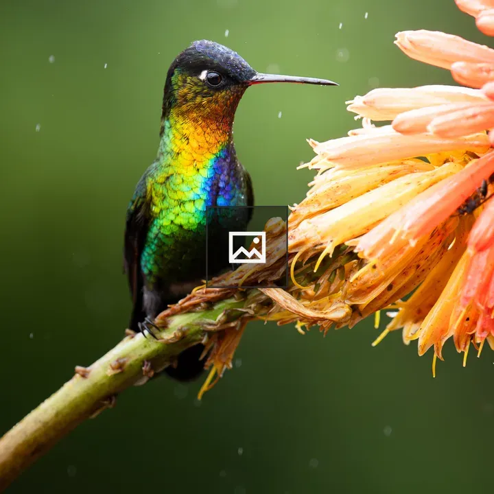 Hummingbird on Branch