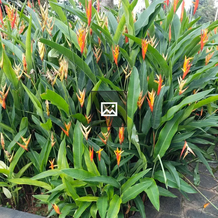 Heliconia densiflora flowers