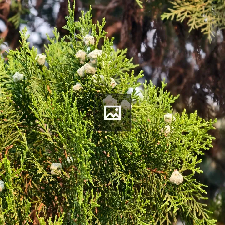 Evergreen Cypress Branch