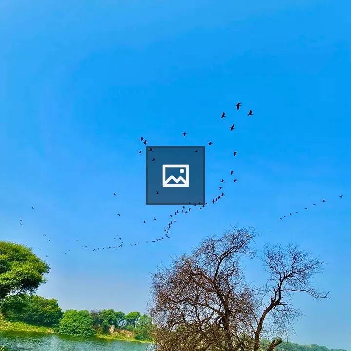 Long view of a group of birds