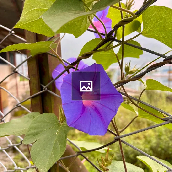 Morning glory on a vine