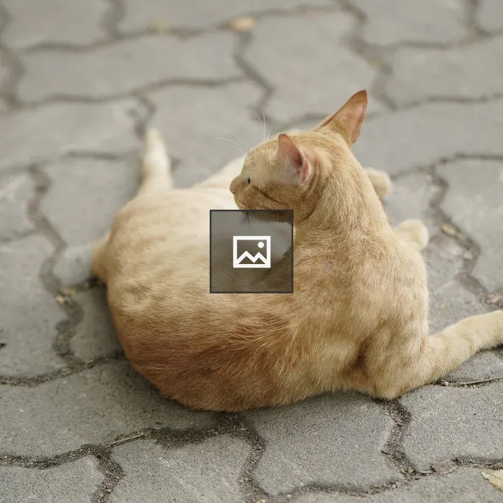 Cat sitting on a floor