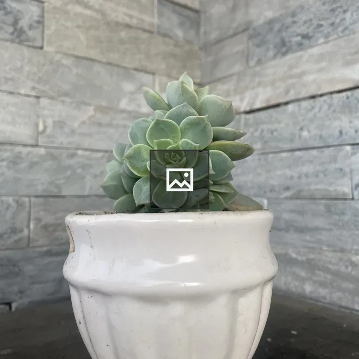 Green succulent in ceramic pot