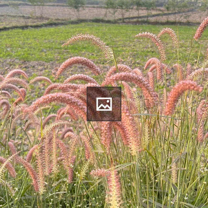 Pinkish grasses close-up