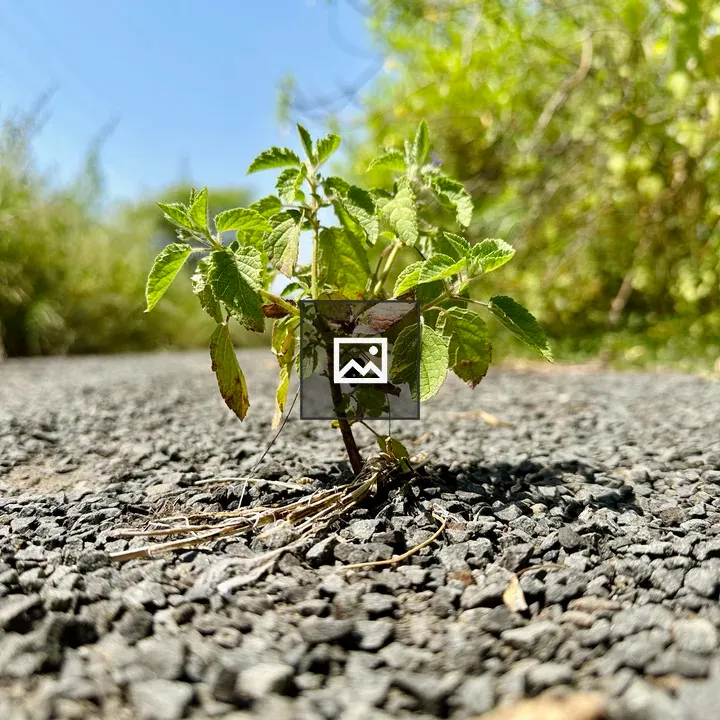 Small green plant through asphalt crack