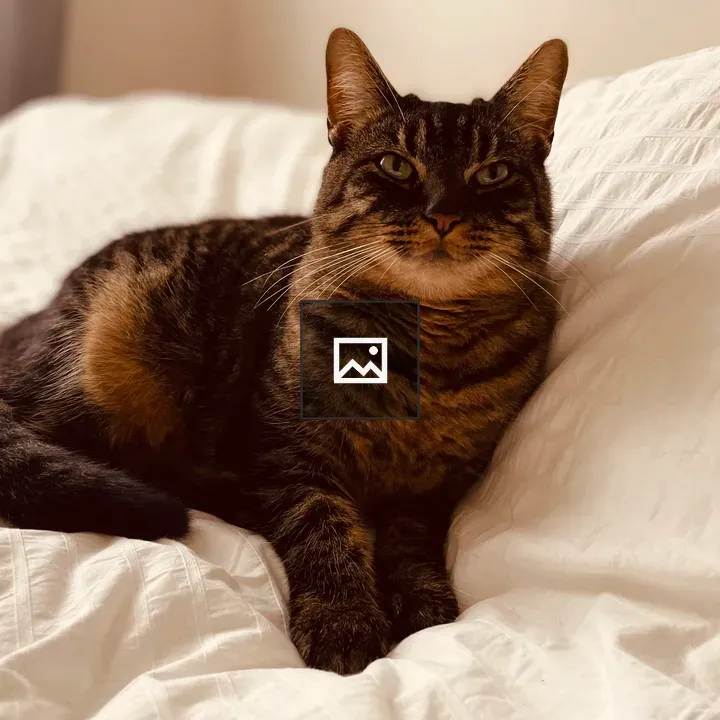 Cat on bed