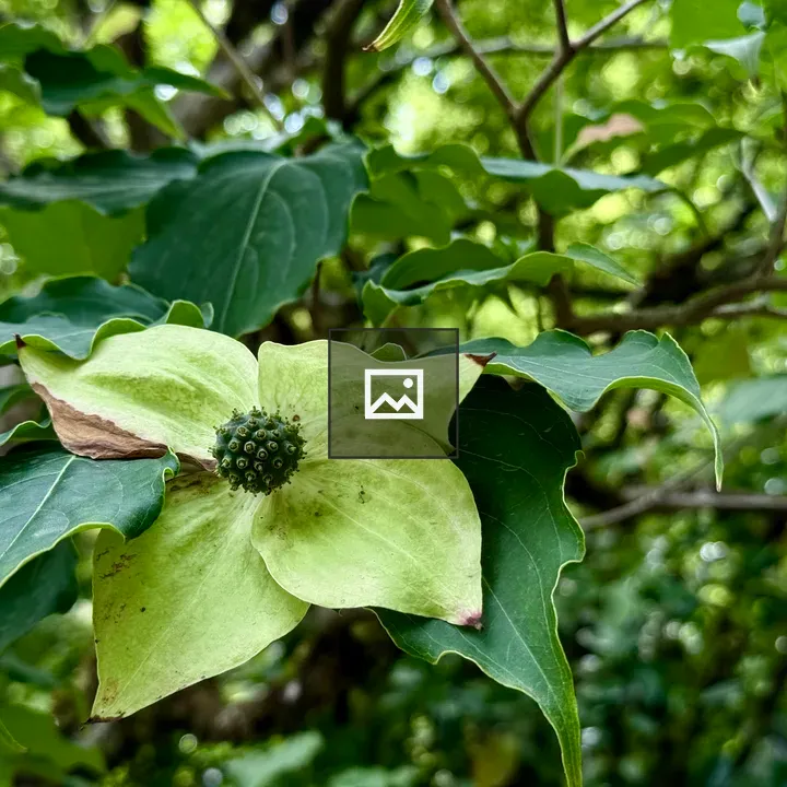 Green dogwood blossom