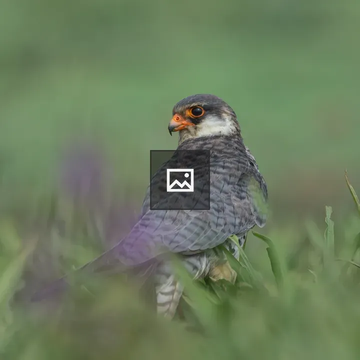 Amur Falcon Close-up