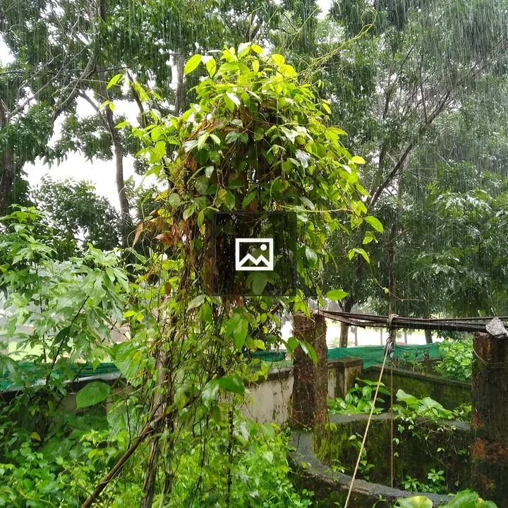 Vine-covered structure in lush rain forest