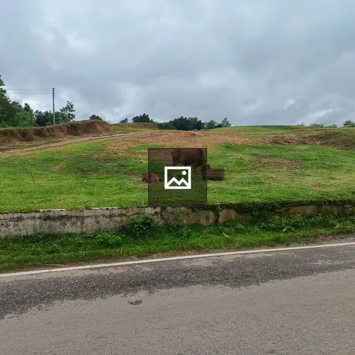 Cow and calf grazing field