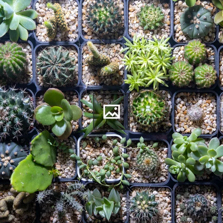 Small Cactuses in Chiang Mai